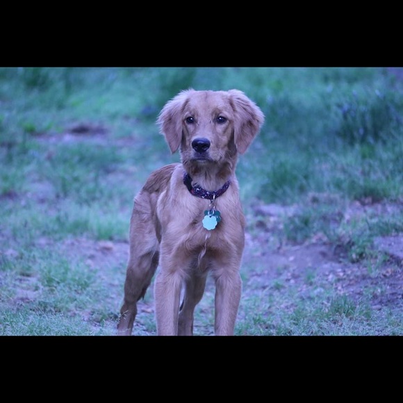 Please Read description🐾💙💚 - Picture 11 of 13